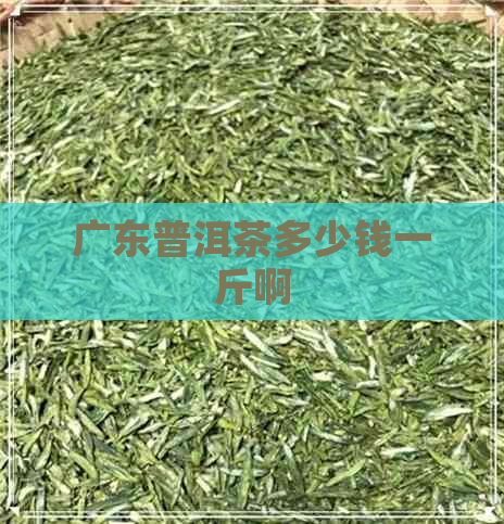 广东普洱茶多少钱一斤啊