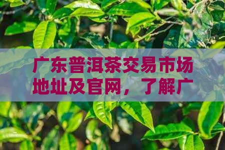 广东普洱茶交易市场地址及官网，了解广东普洱茶场信息。