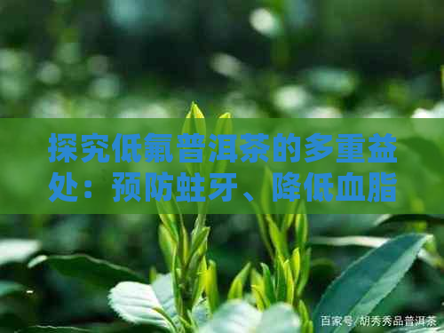 探究低氟普洱茶的多重益处：预防蛀牙、降低血脂、改善消化等全方位解析