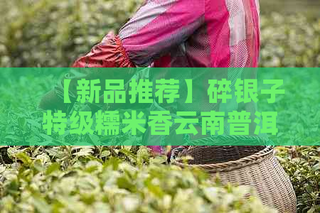 【新品推荐】碎银子特级糯米香云南普洱熟茶，古树茶香气扑鼻，滋味醇厚回