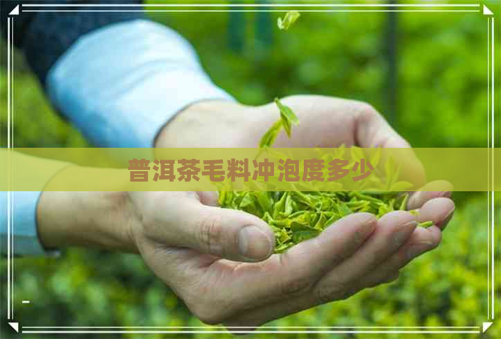 普洱茶毛料冲泡度多少