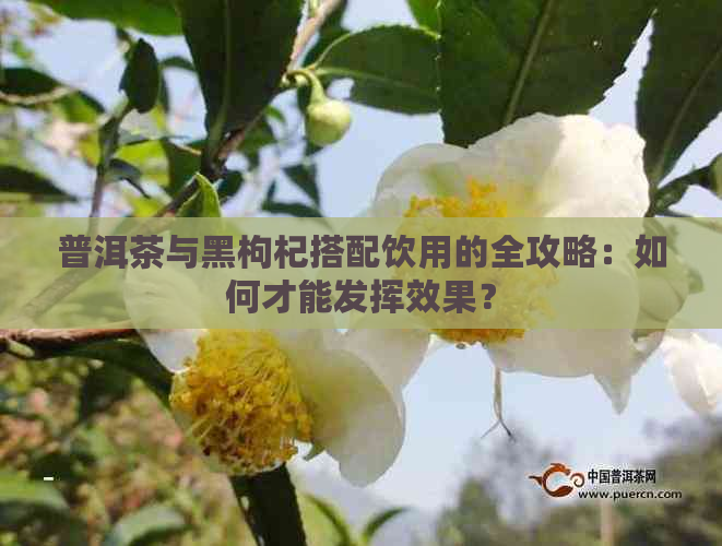 普洱茶与黑枸杞搭配饮用的全攻略：如何才能发挥效果？