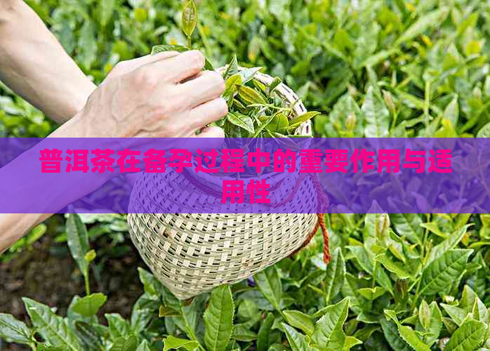 普洱茶在备孕过程中的重要作用与适用性