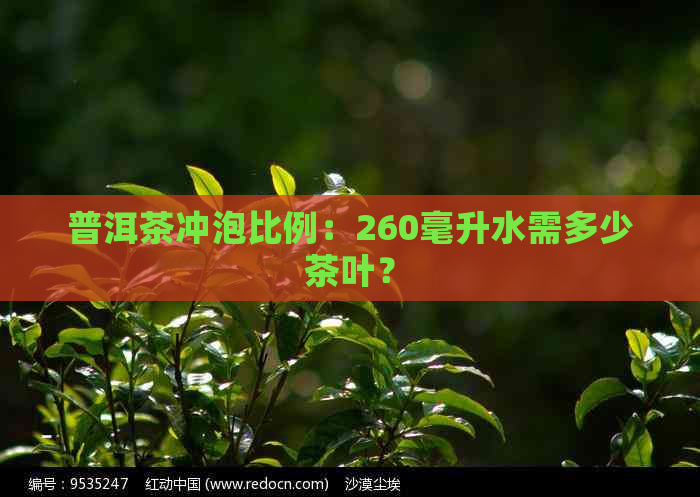 普洱茶冲泡比例：260毫升水需多少茶叶？