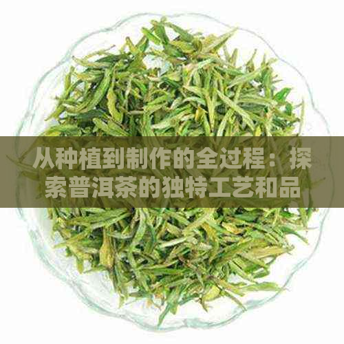 从种植到制作的全过程：探索普洱茶的独特工艺和品质