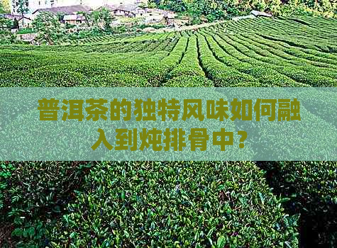 普洱茶的独特风味如何融入到炖排骨中？