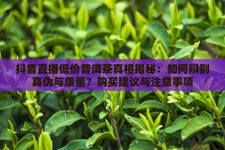 抖音直播低价普洱茶真相揭秘：如何辨别真伪与质量？购买建议与注意事项