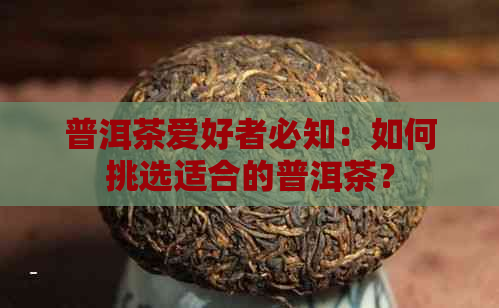 普洱茶爱好者必知：如何挑选适合的普洱茶？