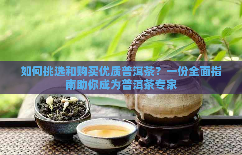 如何挑选和购买优质普洱茶？一份全面指南助你成为普洱茶专家