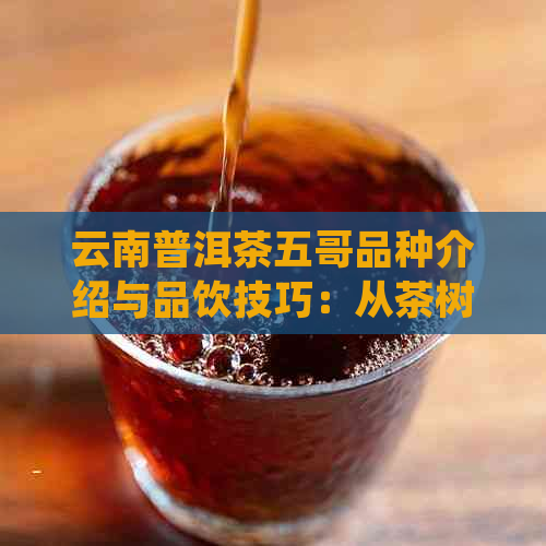 云南普洱茶五哥品种介绍与品饮技巧：从茶树品种到口感体验的全面解析