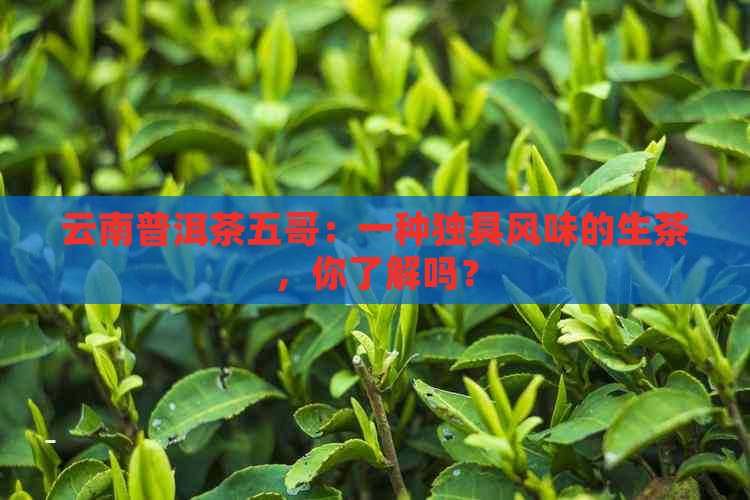 云南普洱茶五哥：一种独具风味的生茶，你了解吗？