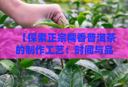 【探索正宗糯香普洱茶的制作工艺：时间与品质的关键】