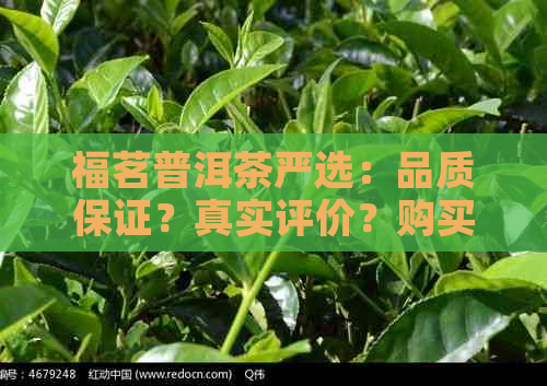 福茗普洱茶严选：品质保证？真实评价？购买指南一应俱全！