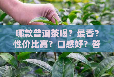 哪款普洱茶喝？最香？性价比高？口感好？答案揭晓！