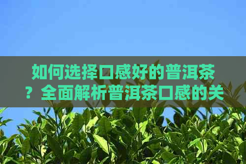 如何选择口感好的普洱茶？全面解析普洱茶口感的关键因素和选购技巧