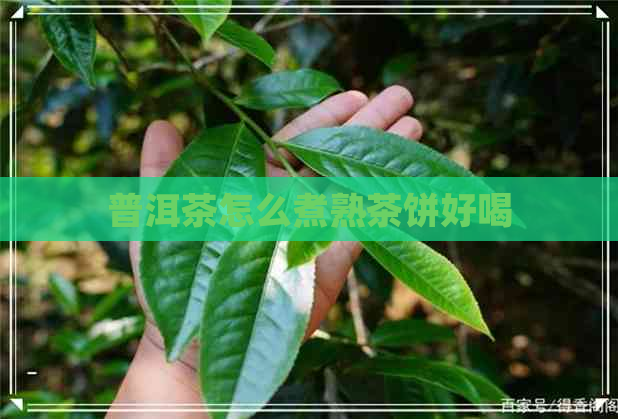 普洱茶怎么煮熟茶饼好喝