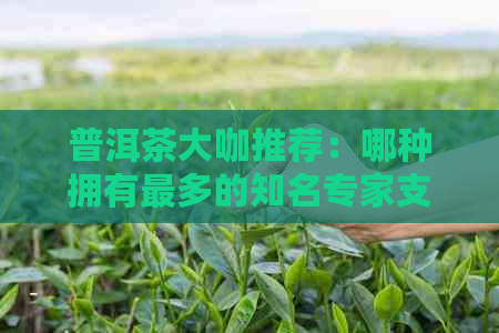 普洱茶大咖推荐：哪种拥有最多的知名专家支持？