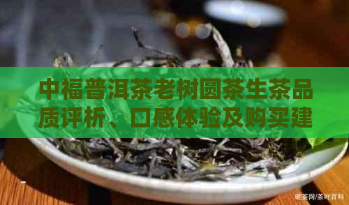 中福普洱茶老树圆茶生茶品质评析、口感体验及购买建议