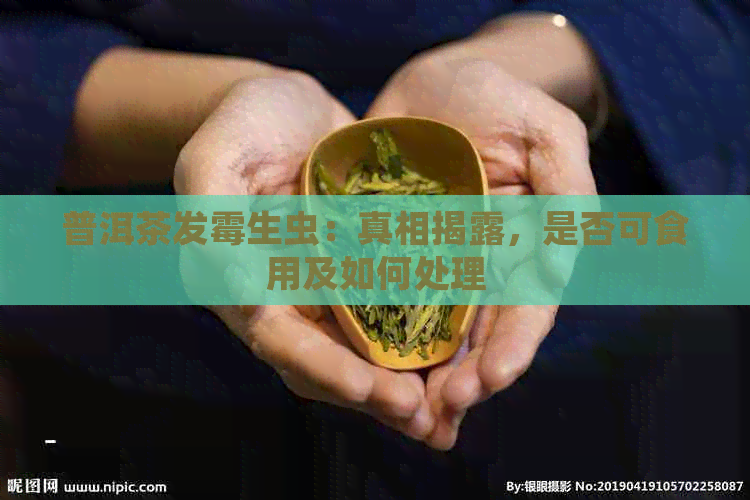 普洱茶发霉生虫：真相揭露，是否可食用及如何处理