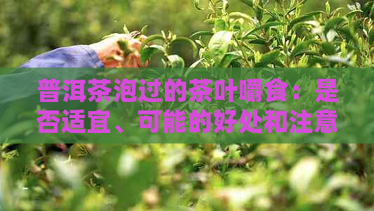 普洱茶泡过的茶叶嚼食：是否适宜、可能的好处和注意事项