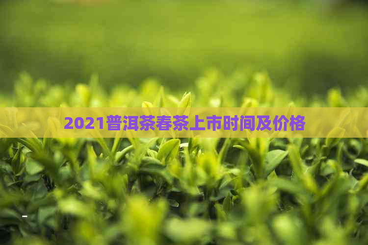 2021普洱茶春茶上市时间及价格