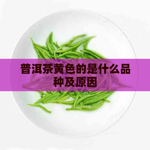 普洱茶黄色的是什么品种及原因