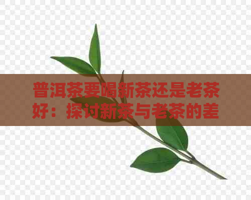 普洱茶要喝新茶还是老茶好：探讨新茶与老茶的差异