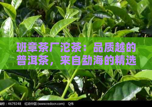 班章茶厂沱茶：品质越的普洱茶，来自勐海的精选茶叶