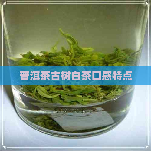 普洱茶古树白茶口感特点