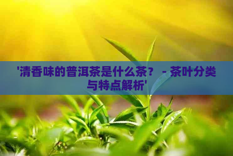 '清香味的普洱茶是什么茶？ - 茶叶分类与特点解析'