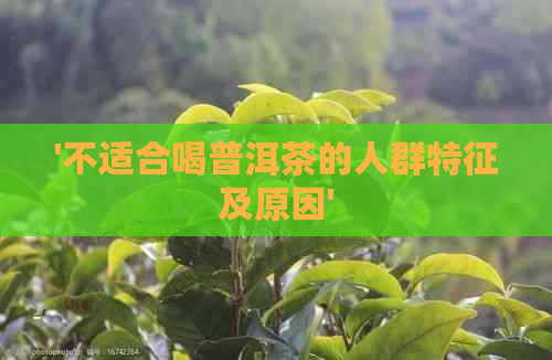 '不适合喝普洱茶的人群特征及原因'