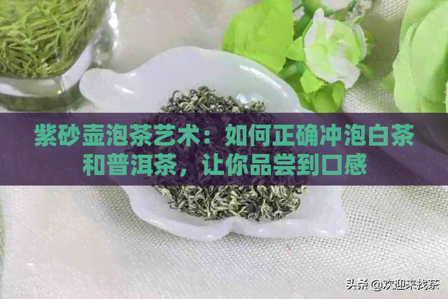 紫砂壶泡茶艺术：如何正确冲泡白茶和普洱茶，让你品尝到口感