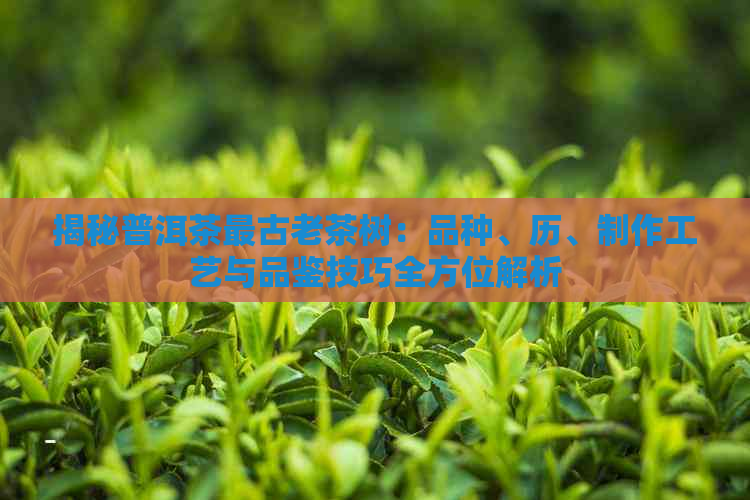 揭秘普洱茶最古老茶树：品种、历、制作工艺与品鉴技巧全方位解析