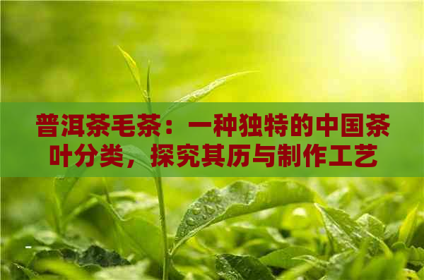 普洱茶毛茶：一种独特的中国茶叶分类，探究其历与制作工艺