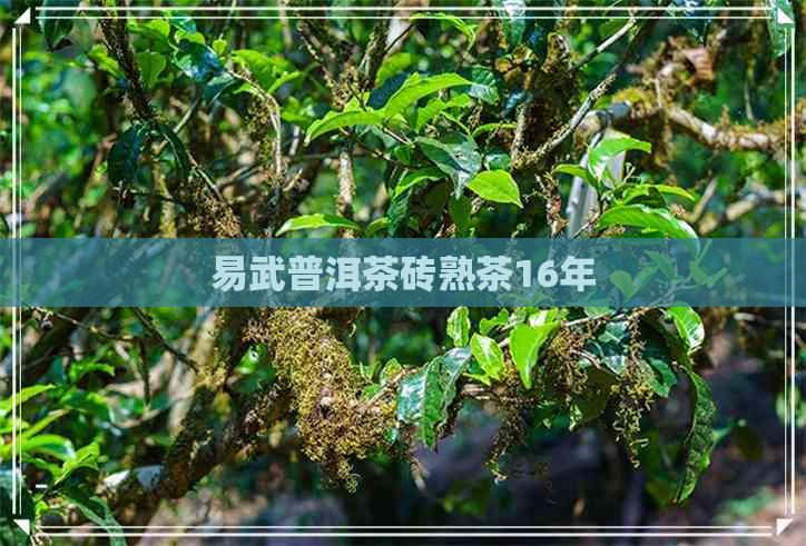 易武普洱茶砖熟茶16年