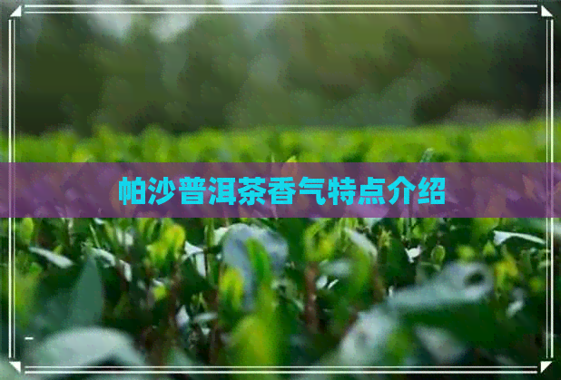 帕沙普洱茶香气特点介绍