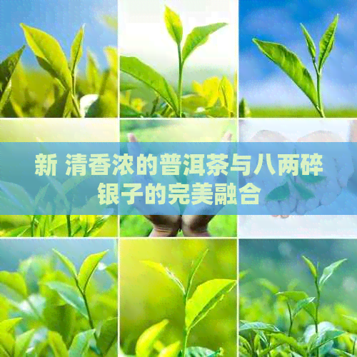 新 清香浓的普洱茶与八两碎银子的完美融合