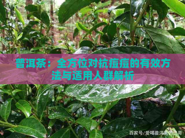 普洱茶：全方位对抗痘痘的有效方法与适用人群解析