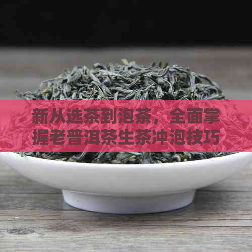 新从选茶到泡茶，全面掌握老普洱茶生茶冲泡技巧的详细步骤与注意事项