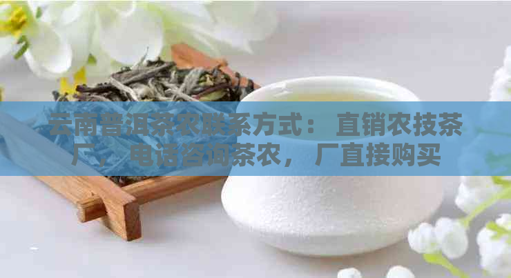 云南普洱茶农联系方式： 直销农技茶厂， 电话咨询茶农， 厂直接购买