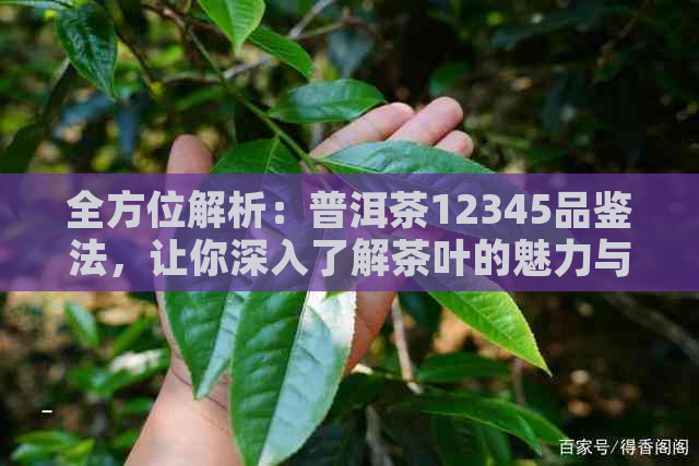 全方位解析：普洱茶12345品鉴法，让你深入了解茶叶的魅力与精髓