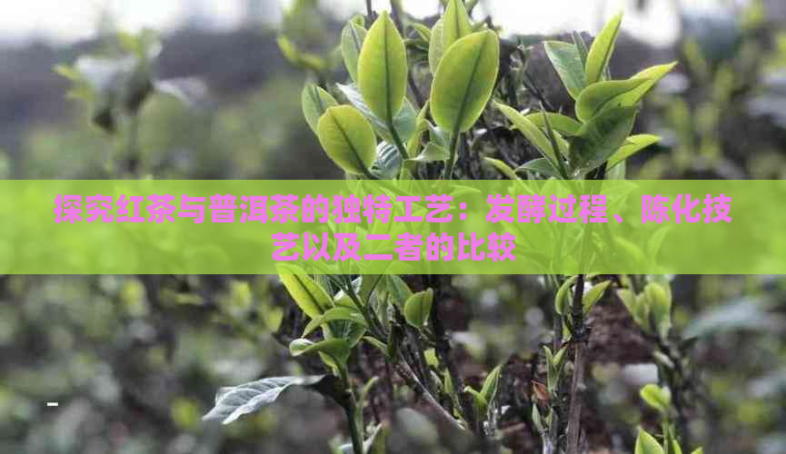 探究红茶与普洱茶的独特工艺：发酵过程、陈化技艺以及二者的比较