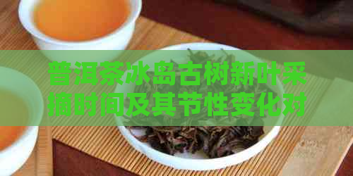 普洱茶冰岛古树新叶采摘时间及其节性变化对茶叶品质的影响