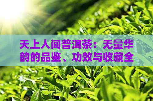 天上人间普洱茶：无量华韵的品鉴、功效与收藏全解析