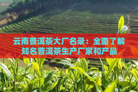 云南普洱茶大厂名录：全面了解知名普洱茶生产厂家和产品