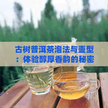 古树普洱茶泡法与壶型：体验醇厚香韵的秘密