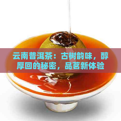 云南普洱茶：古树韵味，醇厚回的秘密，品茗新体验