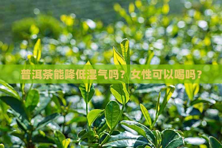 普洱茶能降低湿气吗？女性可以喝吗？