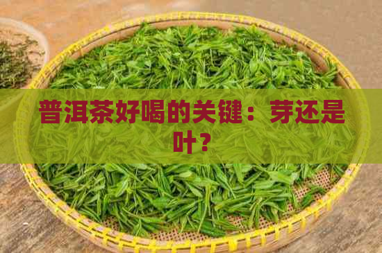 普洱茶好喝的关键：芽还是叶？