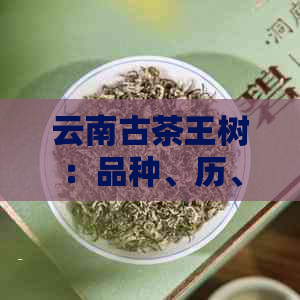 云南古茶王树：品种、历、文化、品鉴及购买指南的全面解析